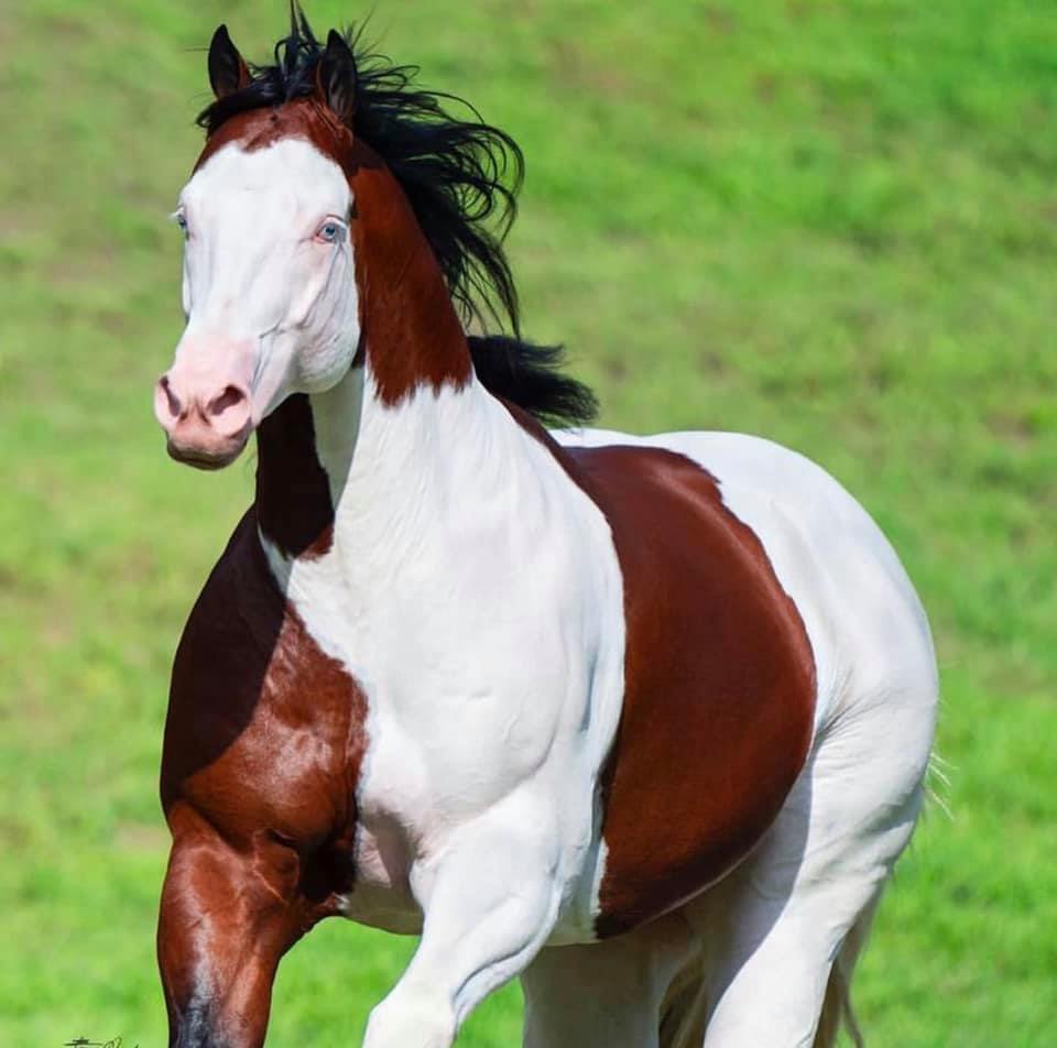 DOC BINGO GUNNER - Quarter Horse Stallion